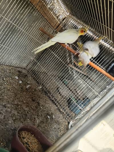 cream cocktail breeder pair