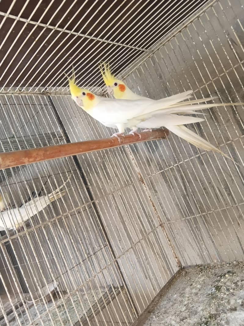 cream cocktail breeder pair 1