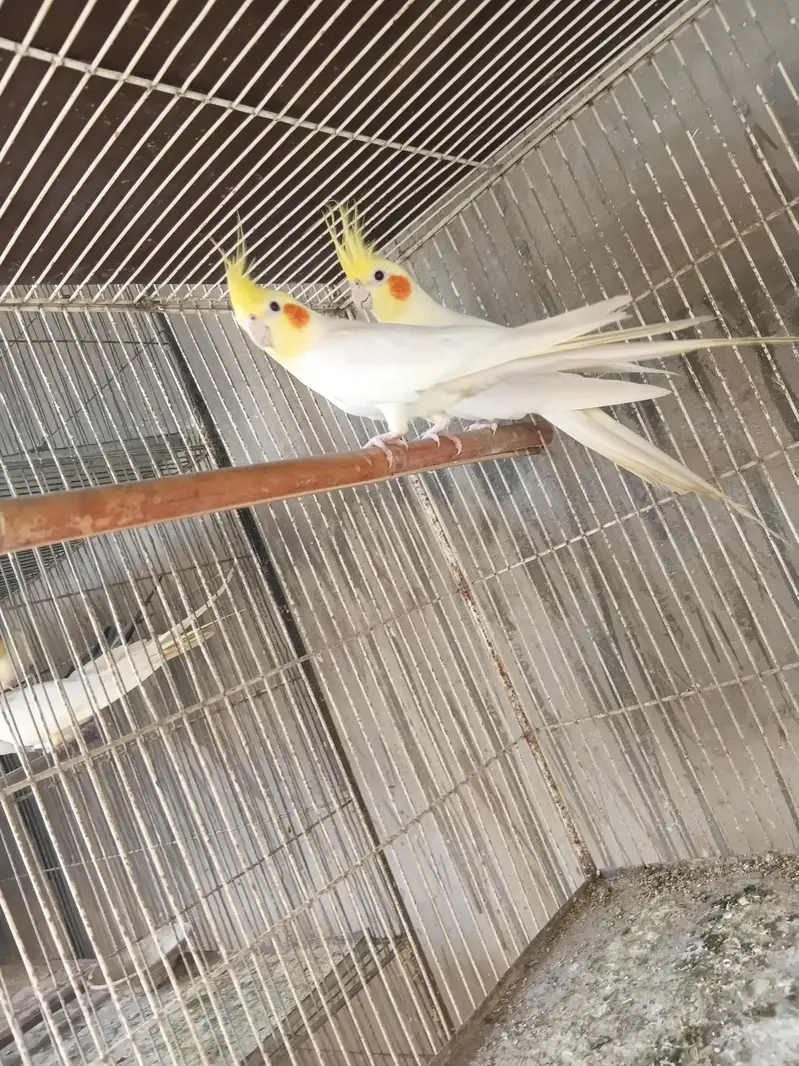 cream cocktail breeder pair — photo 2