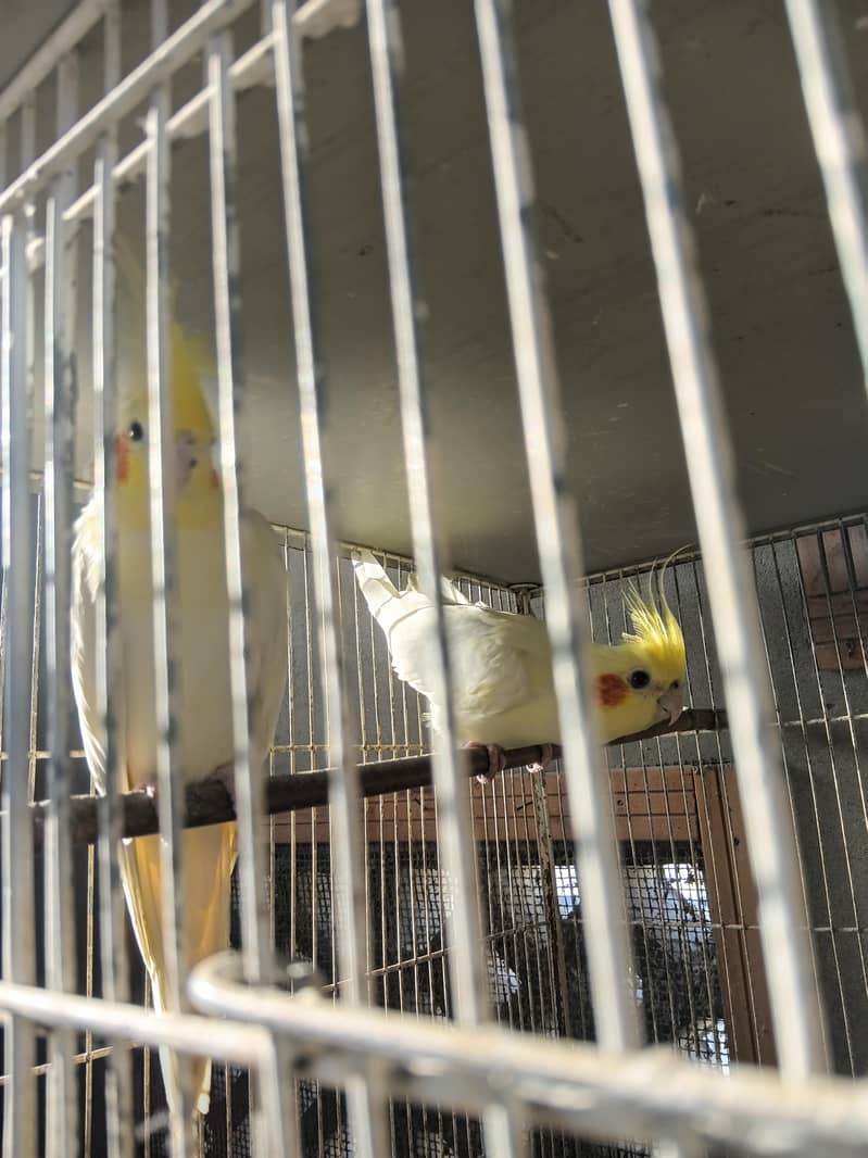 cream cocktail breeder pair 2