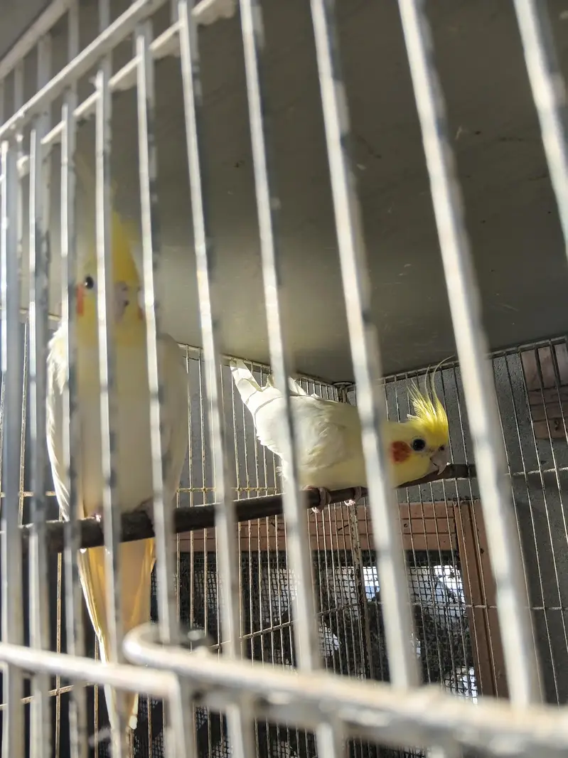 cream cocktail breeder pair — photo 3