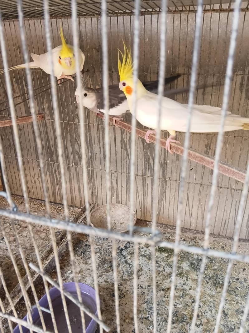 cream cocktail breeder pair 3