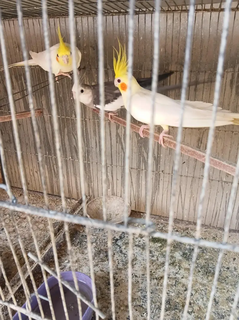 cream cocktail breeder pair — photo 4