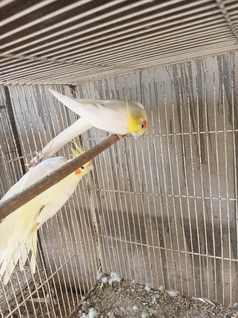 cream cocktail breeder pair — photo 5