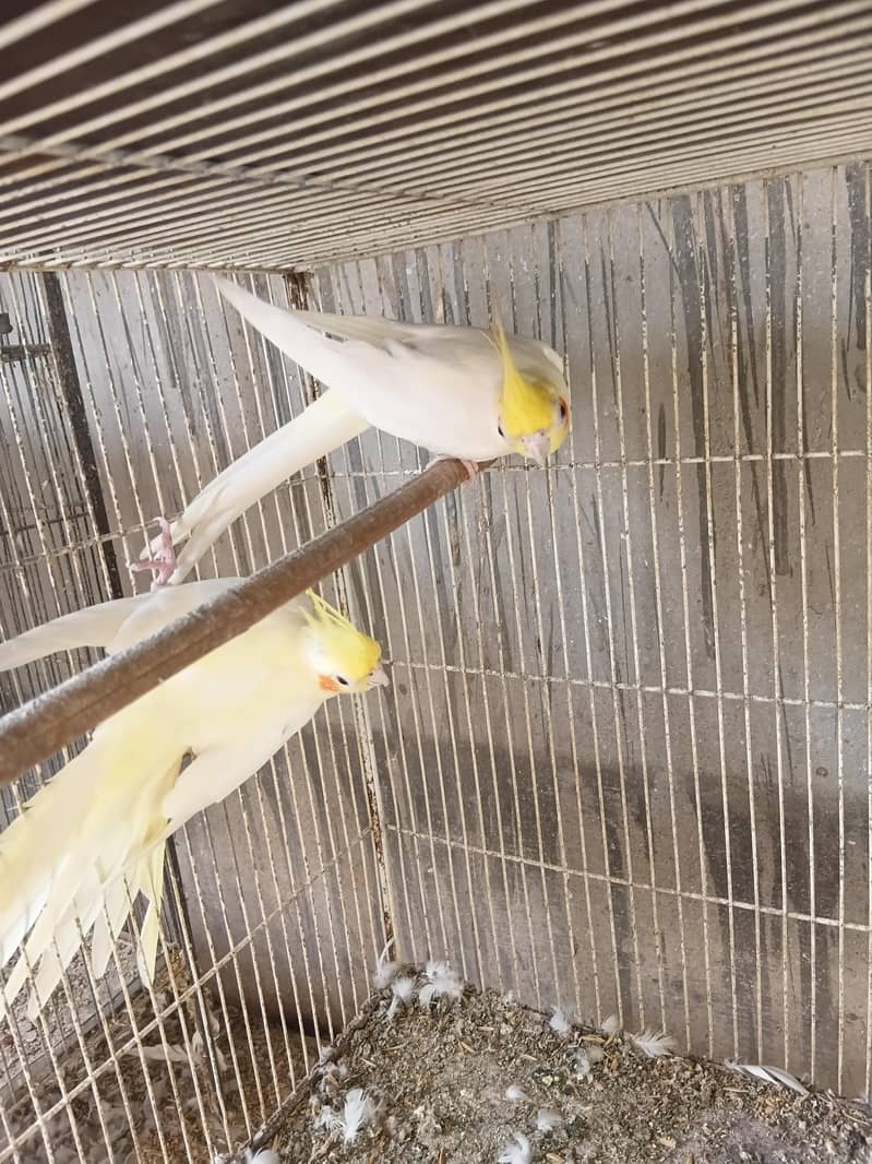 cream cocktail breeder pair 5
