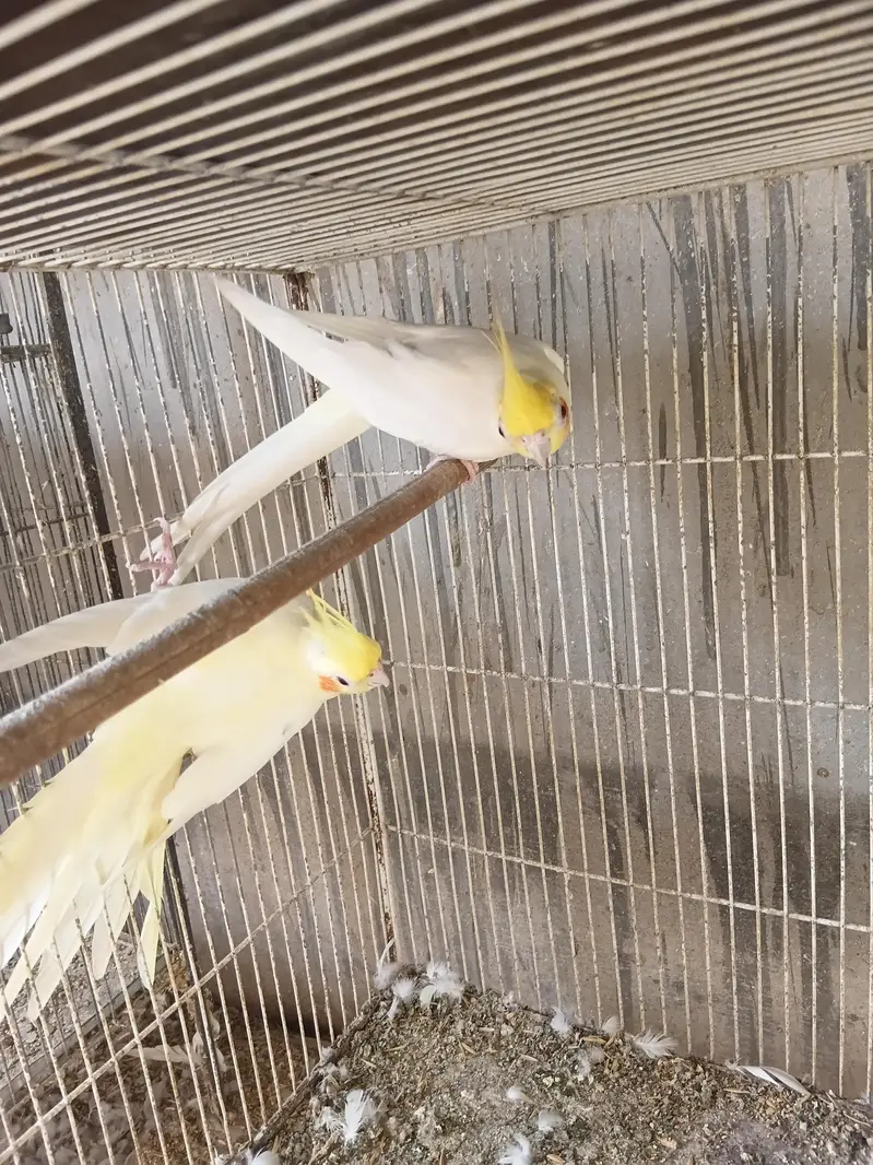 cream cocktail breeder pair — photo 6