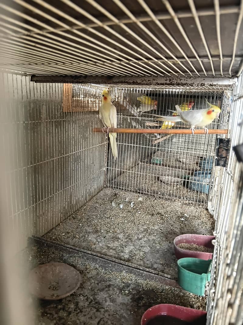 cream cocktail breeder pair 6