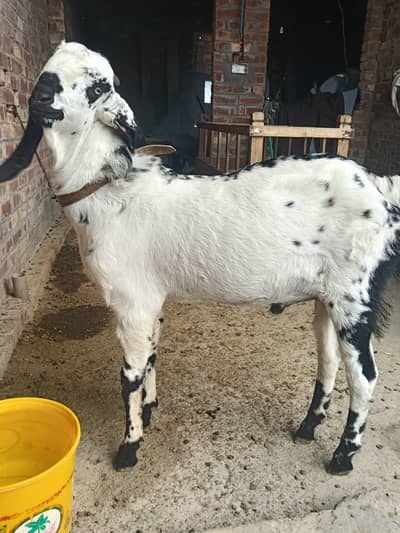03261265980 1 bakra ha 8 month ka ha kheera hai