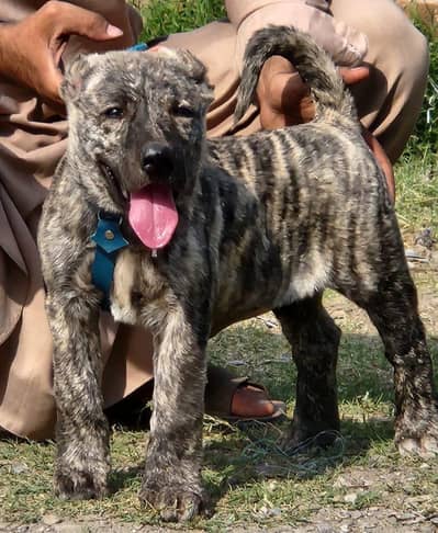 Kurdish kangal security dog 2 month male for sale heavy bone