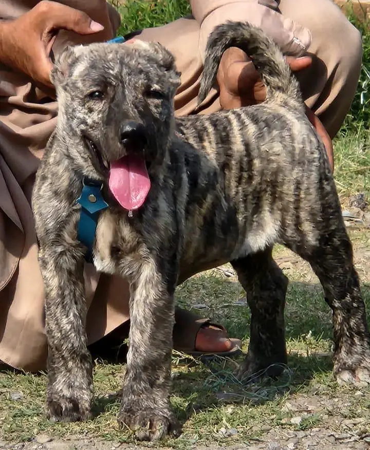 Kurdish kangal security dog 2 month male for sale heavy bone — photo 2