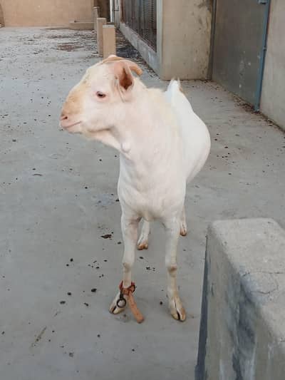 Teddy  Male Gulabi