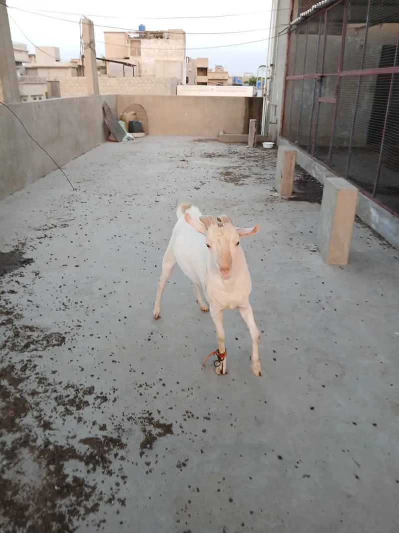 Teddy  Male Gulabi — photo 4