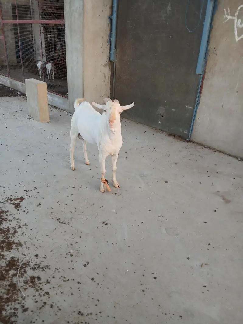 Teddy  Male Gulabi — photo 5