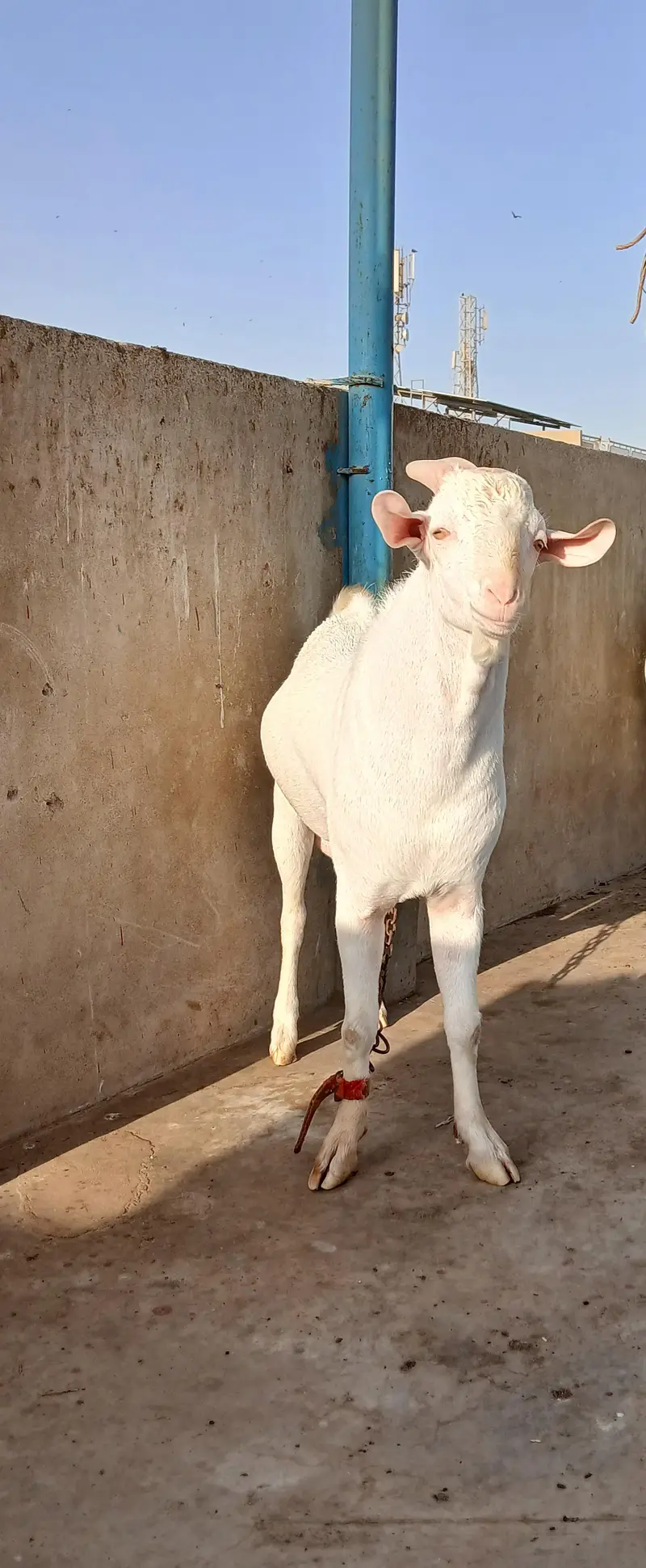 Teddy  Male Gulabi — photo 6