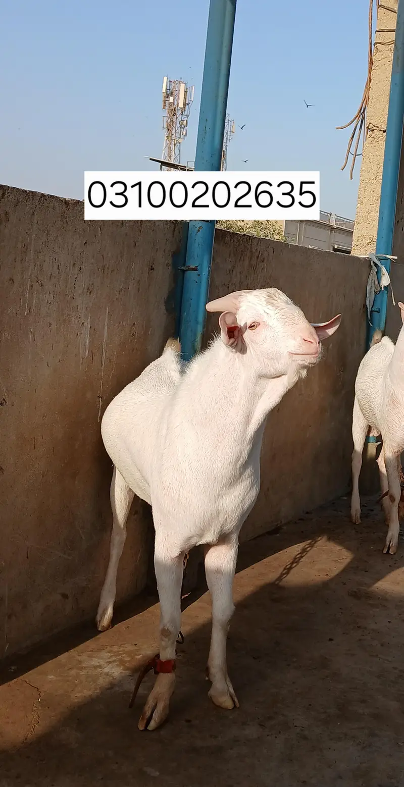 Teddy  Male Gulabi — photo 7