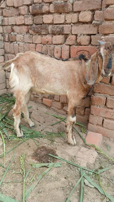 kheera bakra or ak kheeri path