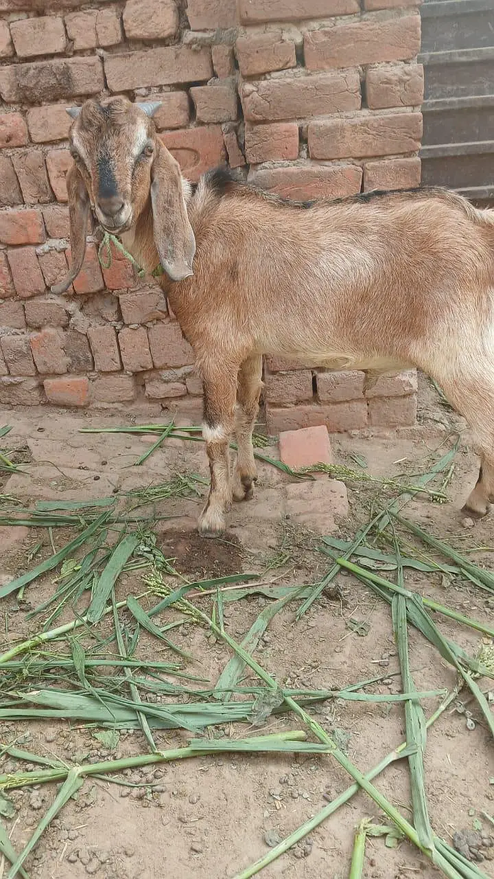 kheera bakra or ak kheeri path — photo 2