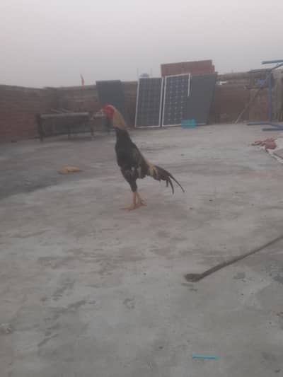 bhot nayab chez h aseel jawa