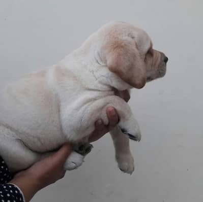 labrador pedigree pup imported bloodline 0301 461 5555