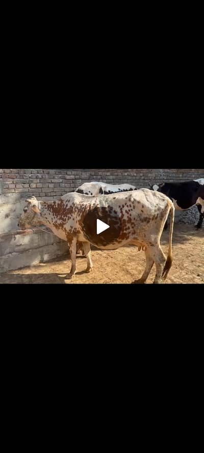 cow for sale
