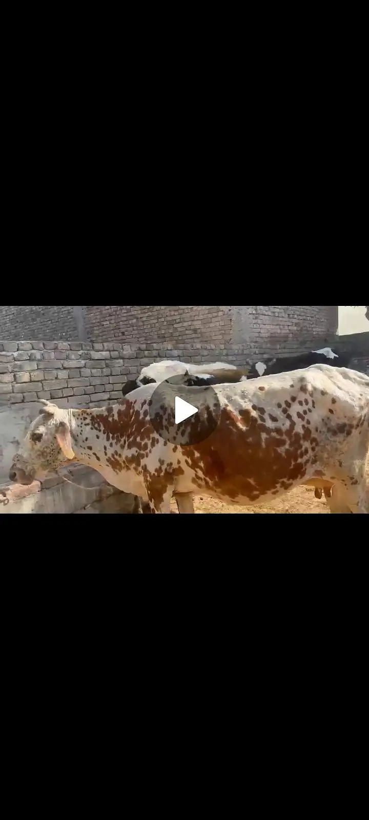 cow for sale — photo 2