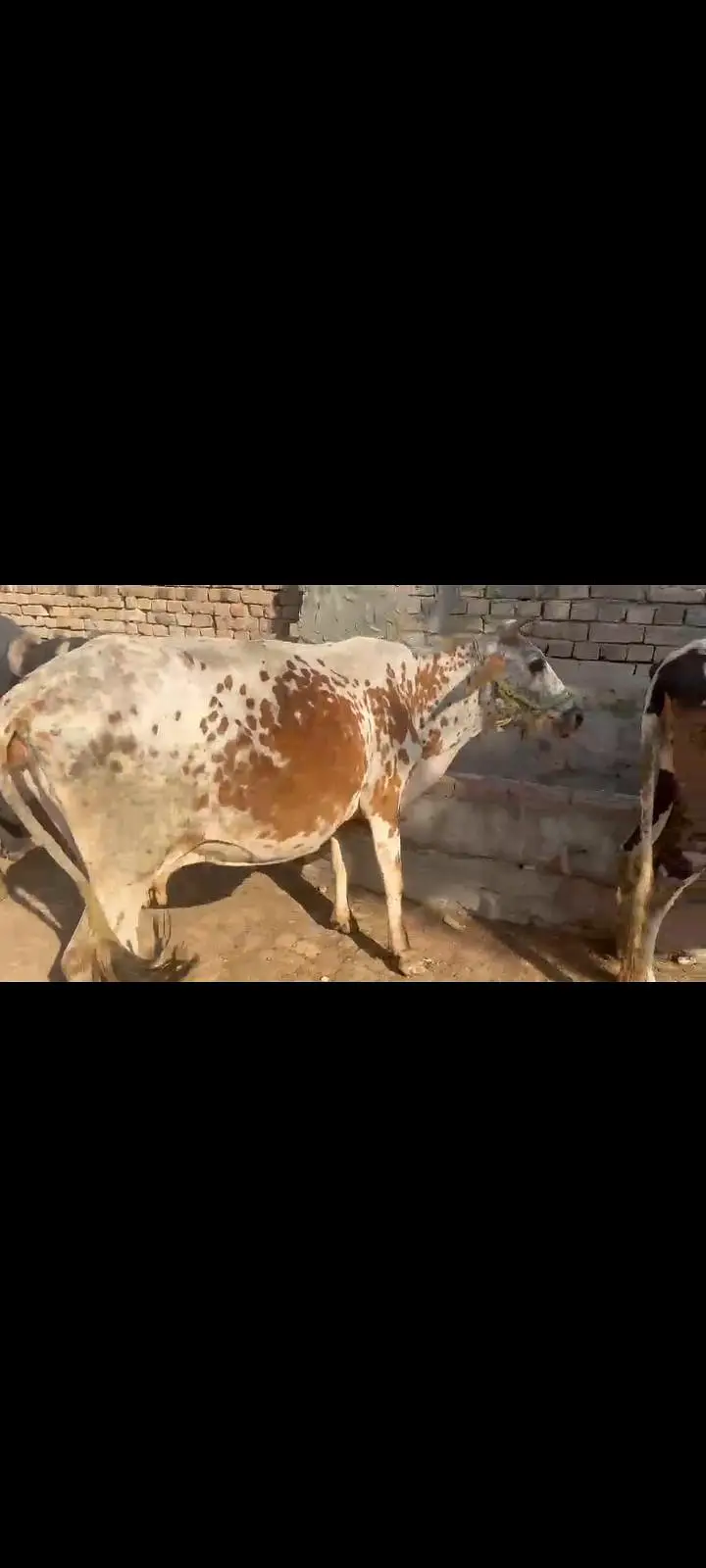 cow for sale — photo 3