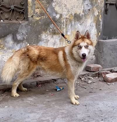 Double coat Husky