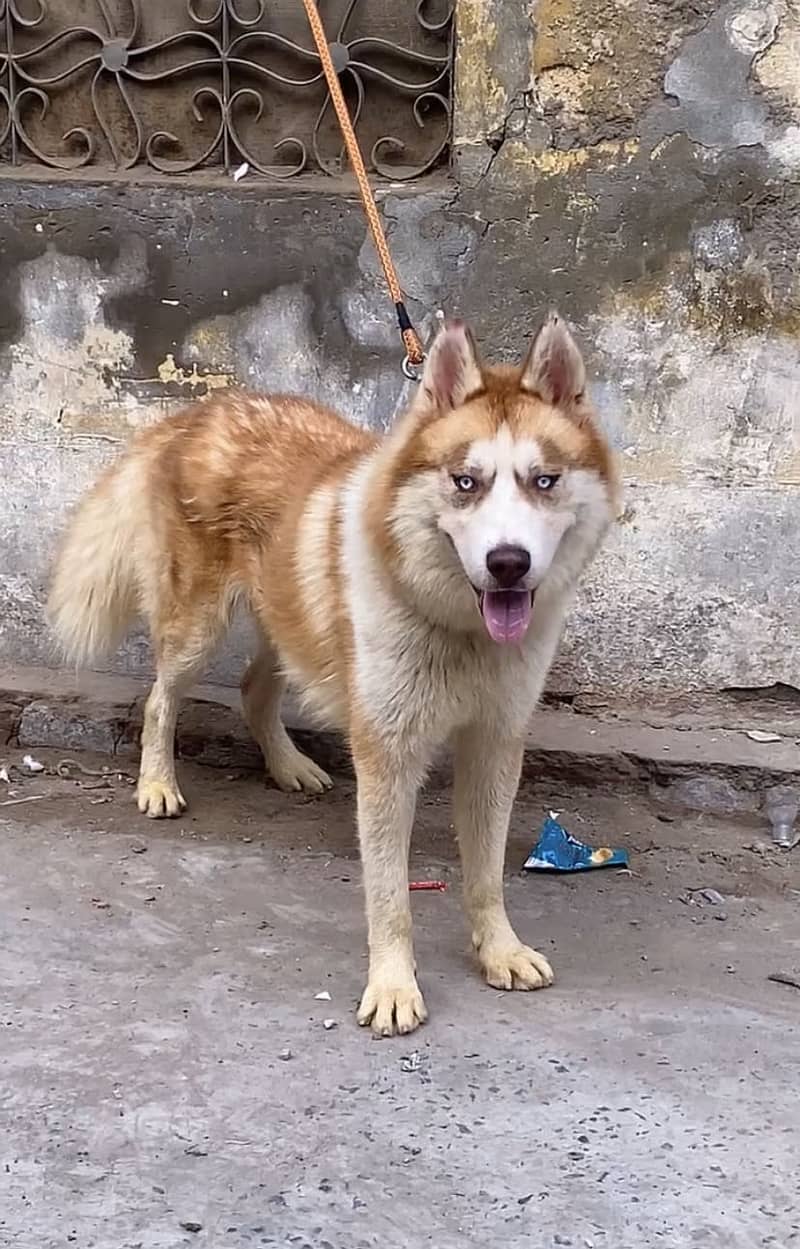 Double coat Husky 1