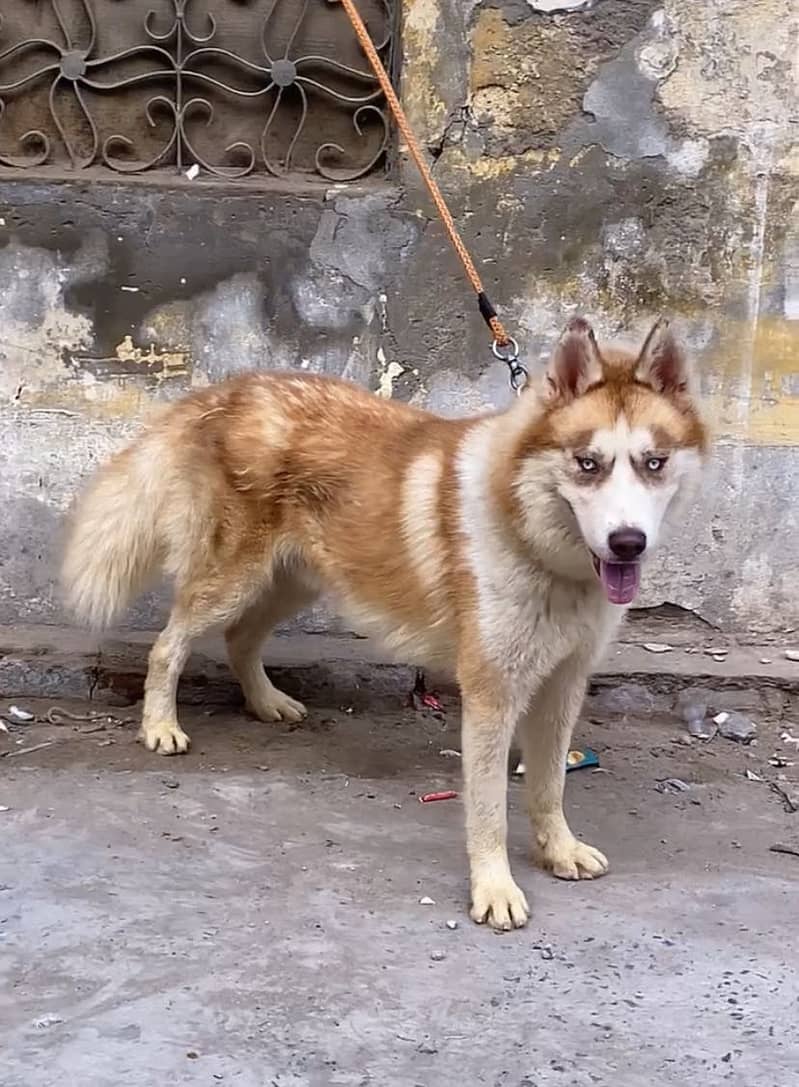 Double coat Husky 2