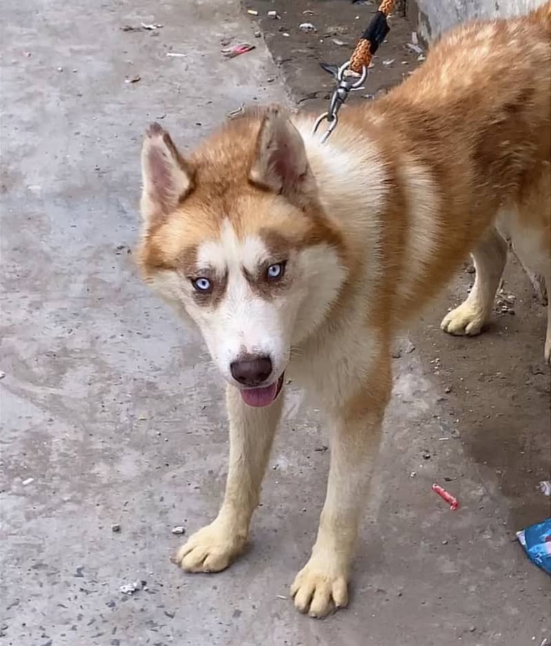 Double coat Husky 3