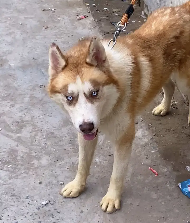 Double coat Husky — photo 4