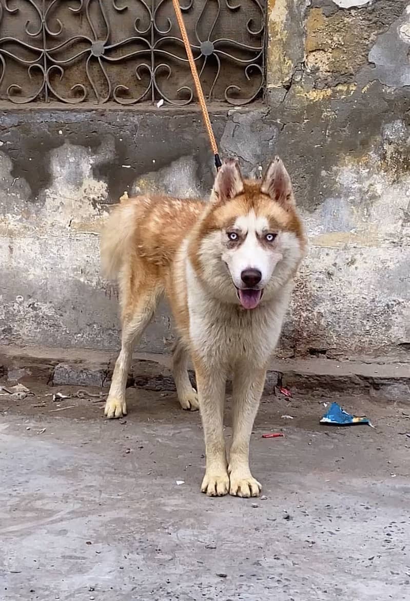 Double coat Husky 6