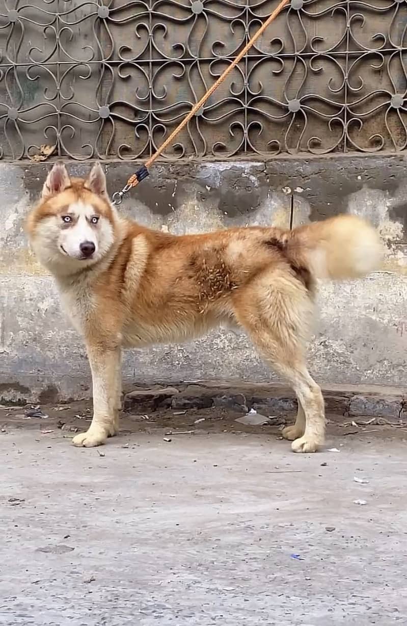 Double coat Husky 7