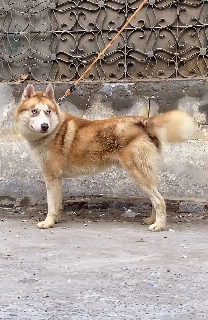 Double coat Husky — photo 8