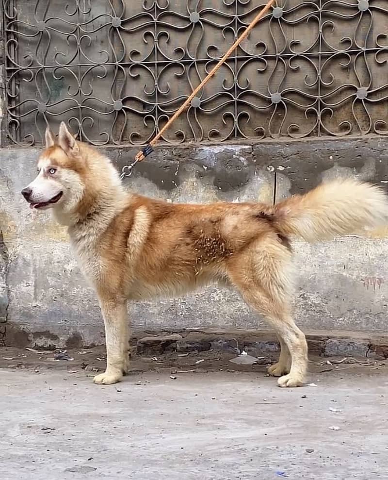 Double coat Husky 8