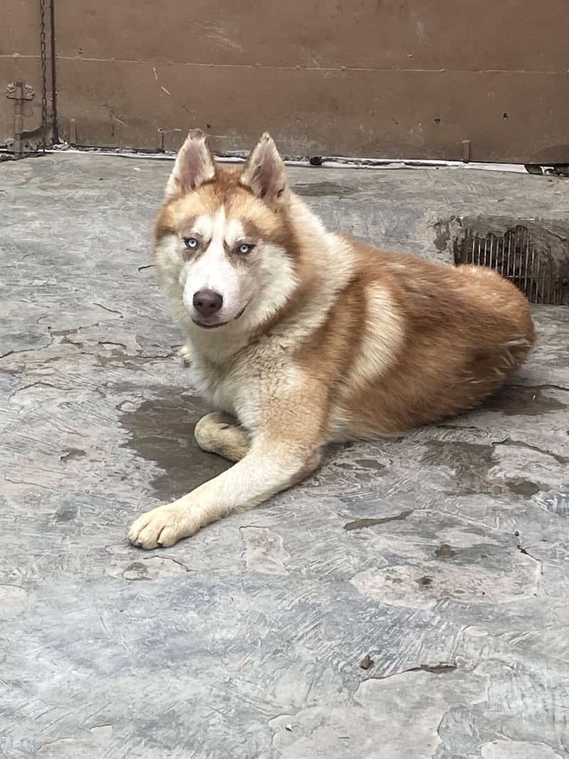 Double coat Husky 9