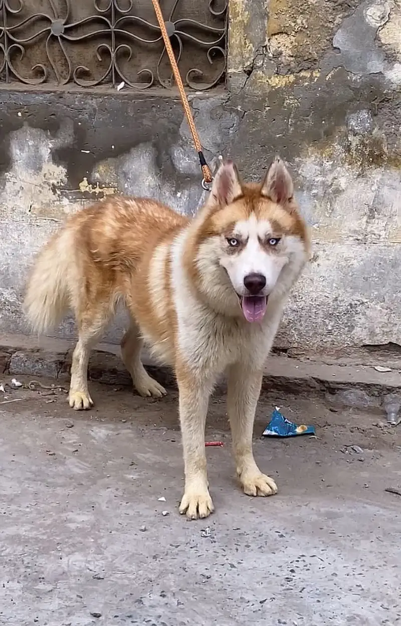Double coat Husky — photo 11