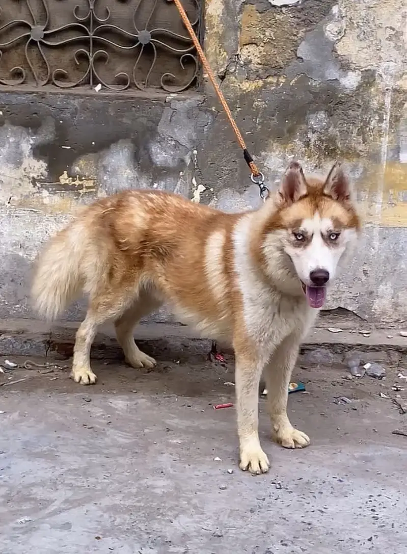 Double coat Husky — photo 12