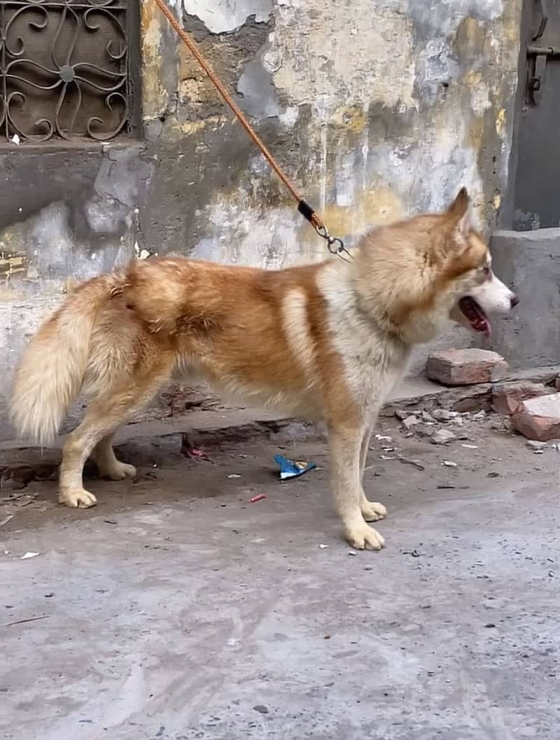Double coat Husky 12