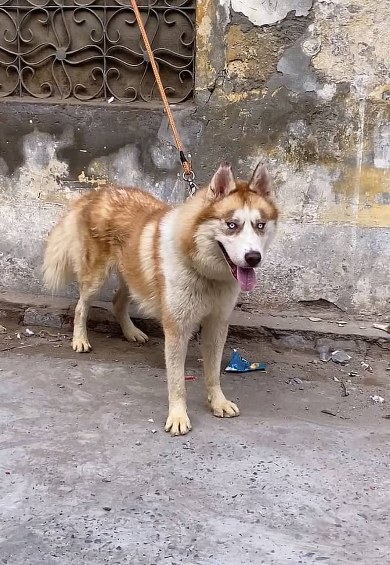 Double coat Husky 13