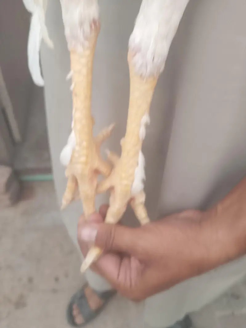 Heera and Peela Patha Read add — photo 3