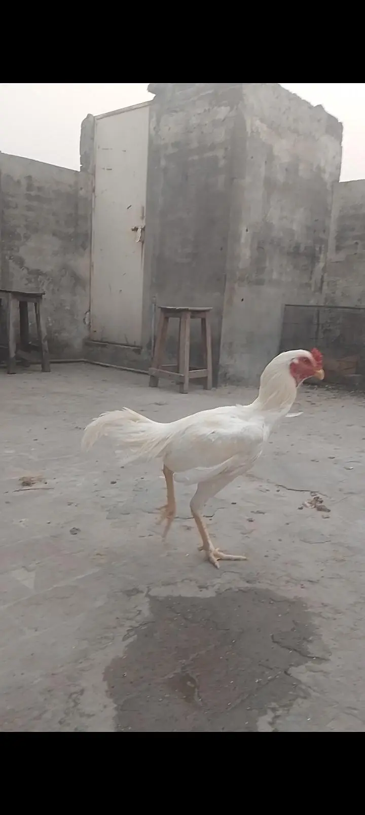 Heera and Peela Patha Read add — photo 5