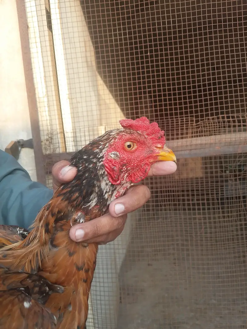 Heera and Peela Patha Read add — photo 6