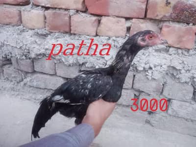 Aseel hens