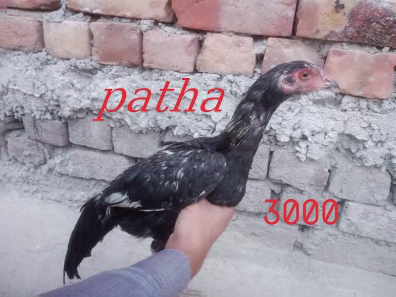 Aseel hens 0