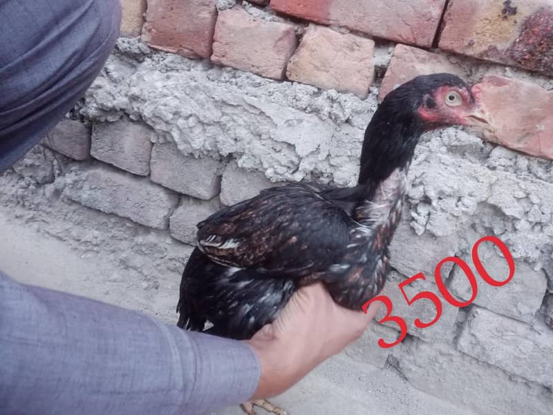 Aseel hens 1