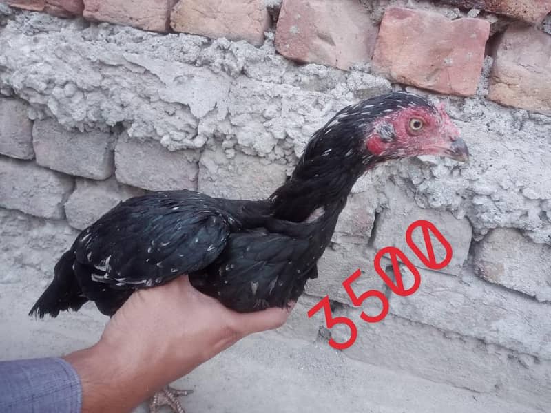 Aseel hens 2