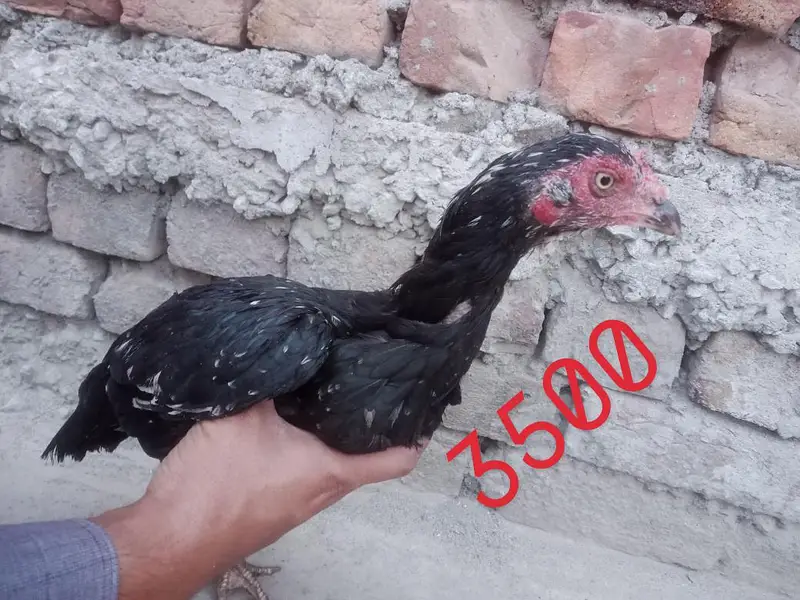 Aseel hens — photo 3