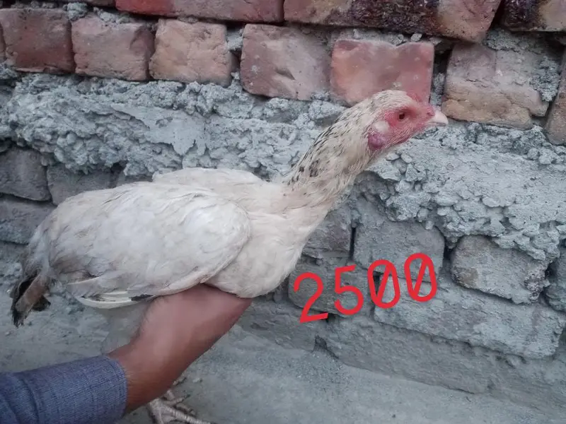 Aseel hens — photo 4