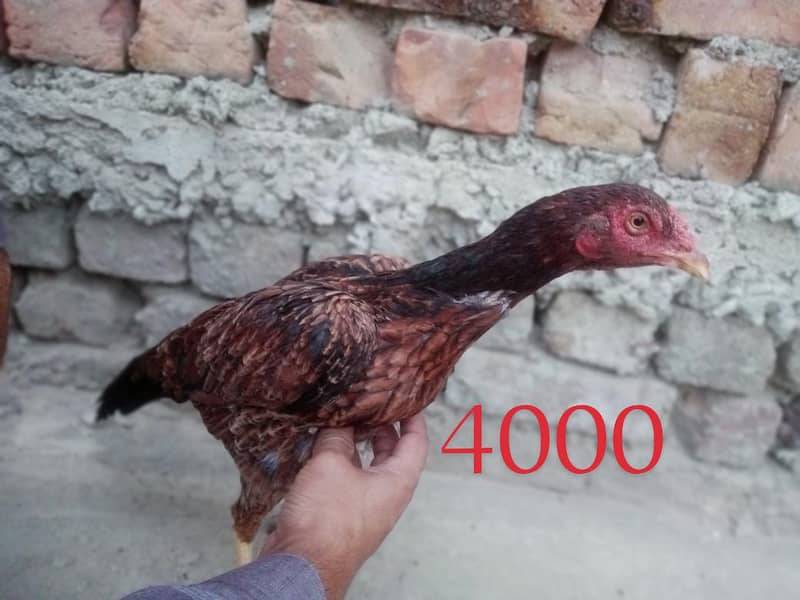 Aseel hens 4